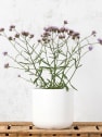 Verbena bonariensis