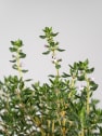 Tomillo compacto (thymus vulgaris "compactus") - Planta aromática