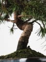 Bonsai Pino carrasco (Pinus halepensis)