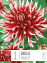 Bulbos de Dahlia 'Friquolet'