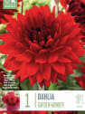 Bulbos de Dahlia 'Garden Wonder'