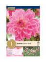 Bulbos de Dahlia 'Gerrie Hoek