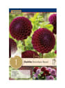 Bulbos de Dahlia 'Downham royal'