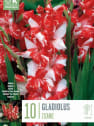 Bulbos Gladiolo zizanie rojo 10uds