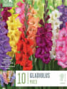 Bulbos Gladiolo varios colores 10uds