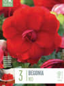Bulbos begonia doble rojo 3uds