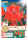 Bulbos de Canna indica 'The President'