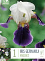 Bulbos de Iris germanica 'Headlines'