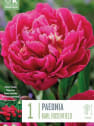 Bulbos de Paeonia 'Karl Rosenfield'