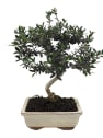 Bonsai Olivo silvestre (Olea oleaster)