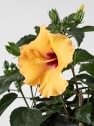 Hibiscus rosa-sinensis