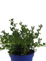 Ceanothus impressus victoria
