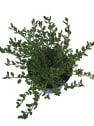 Ceanothus impressus victoria