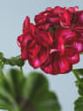 Geranio Gitanilla de flor doble