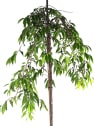 Prunus Subhirtella "Pendula"