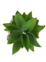 Agave attenuata