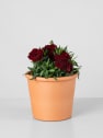 Dianthus caryophyllus 'Mini' - Clavel