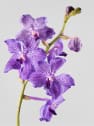 Orquídea Vanda