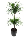 Dracaena reflexa (Song of India)