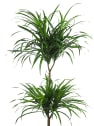 Dracaena reflexa (Song of India)