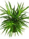 Dracaena reflexa (Song of India)