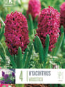 Bulbos de Jacintos 'Woodstock'