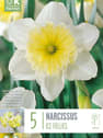 Bulbos de Narcissus 'Ice Follies'