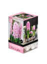 Jacintero transparente con bulbo