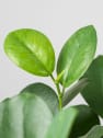 Ficus microcarpa 'Moclame' Trenzado