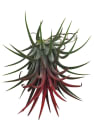 Tillandsia (especies variadas)