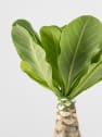Brighamia insignis