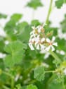 Geranio aromático (Pelargonium graveolens)