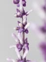 Salvia leucantha
