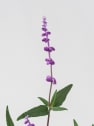 Salvia leucantha