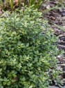 Pittosporum tenuifolium golf ball