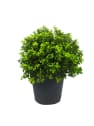 Pittosporum tenuifolium golf ball