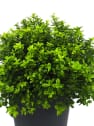 Pittosporum tenuifolium golf ball