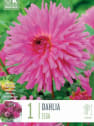Bulbos de Dahlia 'Elga'