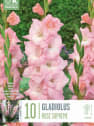 Bulbos Gladiolo rose supreme 10uds