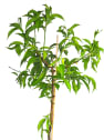 Melocotonero mini (prunus ice peach)