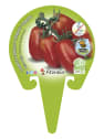 Tomate Pera Mata Baja - Planta de huerto