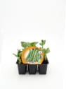 Haba - Planta de huerto