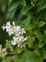 Ligustrum delavayanum