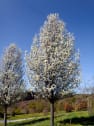 Pyrus calleryana 'Chanticleer'