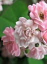 Rosa banksiae 'Rosea'