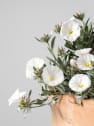 Convolvulus cneorum - Campanilla plateada
