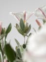Convolvulus cneorum - Campanilla plateada