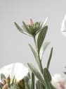 Convolvulus cneorum - Campanilla plateada