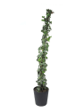 Hiedra 'Glacier'