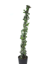 Hiedra 'Glacier'